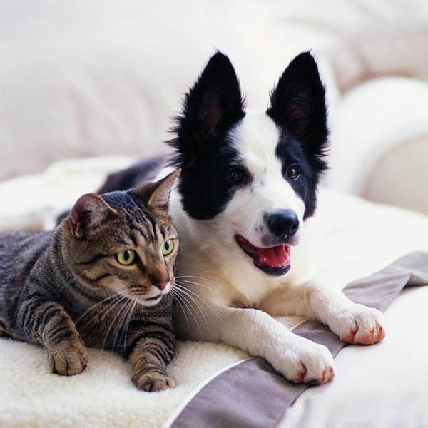 dog and cat